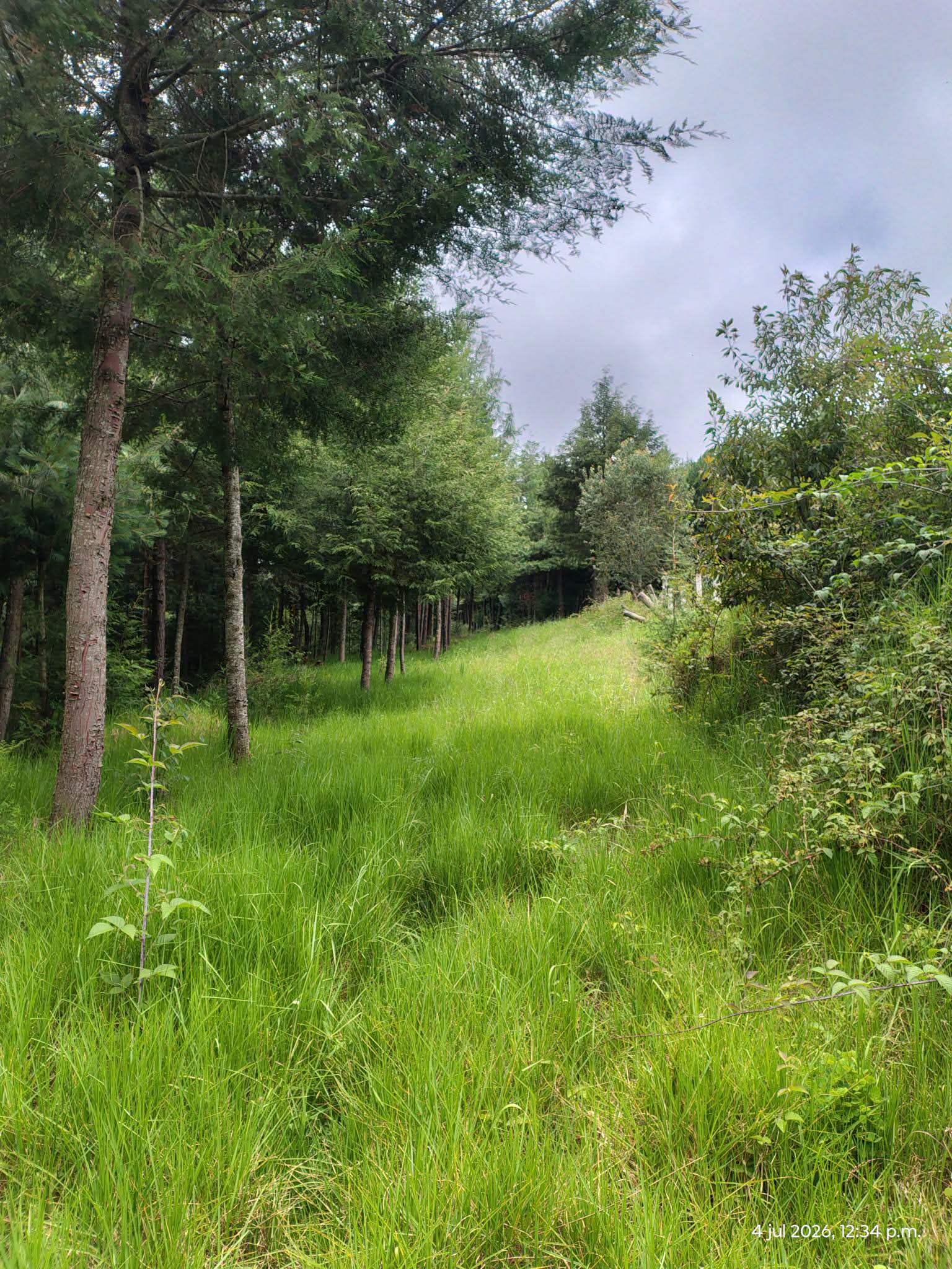 Vista 4 de Increible Terreno de 2.8 Hectareas con Bosque